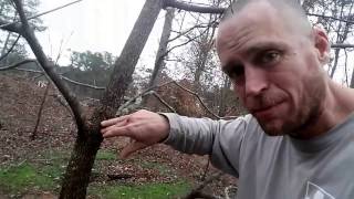 Arborist tips on how to prune your trees.