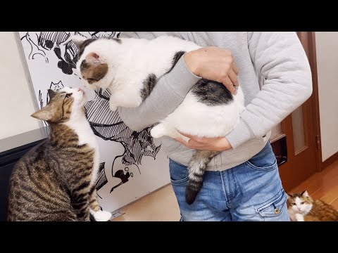 他の猫に嫉妬する猫