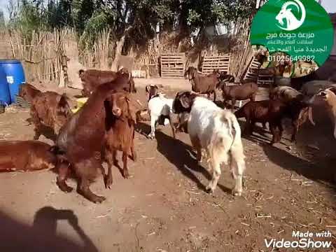 , title : 'التهجين مع ماعز البورHybridization with  boer goat #فرج_فارم'