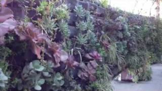 Plant vertically to save space