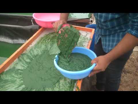 Spirulina wet mother culture, 1 kg
