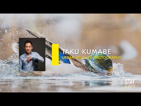 Stay Inspired | Taku Kumabe - Urban Wildlife Photography