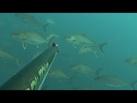 PESCA SUB SARDEGNA: BRANCONE DI RICCIOLE 4/5 KG