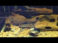 Hypancistrus sp. (3) Hypancistrus sp. (3)