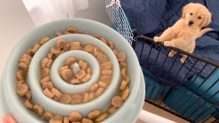 - 【Fast eating prevention plate】Golden retriever puppy tried