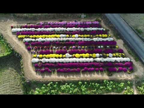 ざる菊＠矢倉沢