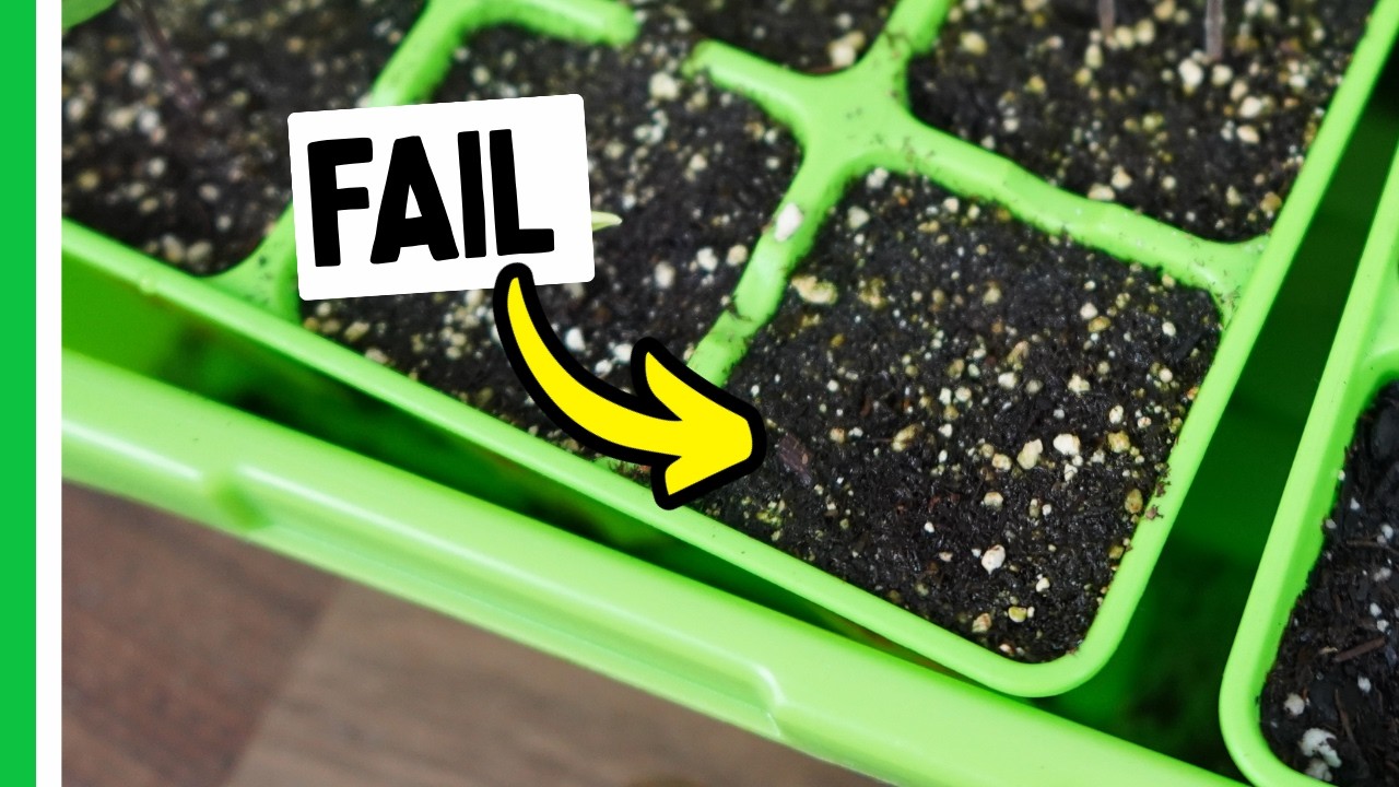 Why Your Pepper Seeds Might FAIL To Sprout - YouTube
