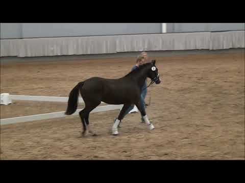 "Viktor" Valido`s Highlight x Champion de Luxe born 2016