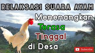 Download lagu Suara Ayam Berkokok// Relaksasi// Teman Tidur mp3