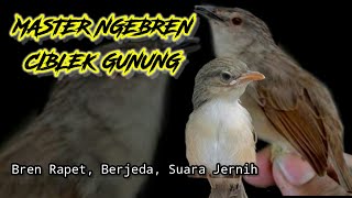Download lagu SUARA KICAUAN CIBLEK GUNUNG FULL NGEBREN... mp3