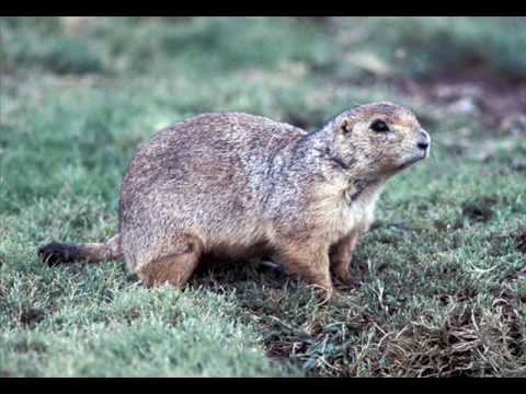 The Prairie Dog Song