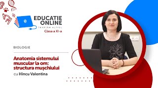 Anatomia sistemului muscular la om: structura mușchiului
