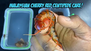 Malaysian Cherry Red Centipede Care, Info, Enclosure Setup, And Feeding!!