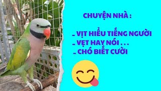 509.🦜 ducks understand human language, parrots speak very well, dogs can laugh...
