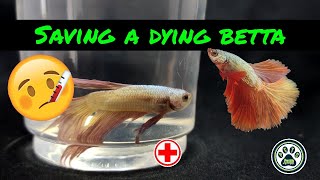 How To Save A  Dying Betta | #Inactive #Betta
