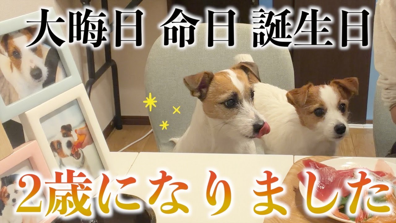 大晦日・お誕生日・命日が一気に来て感情が忙しい我が家/ジャックラッセルテリア