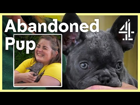 The Dog House | Who could leave this puppy behind?