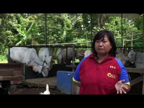 Ternak Harapan (Cattle of Hope) – Bahasa Indonesia Subs