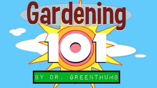 "How to grow Russian Sage" Gardening 101 by Dr. Greenthumb