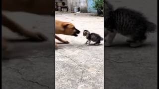 TENTE NAO RIR com 1 MINUTO DE VÍDEOS ENGRAÇADOS DE ANIMAIS KKK #shorts