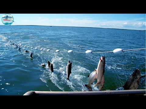 Amazing Catching and Processing Fish Right On Modern Big Boat - Automatic Fish Processing Line