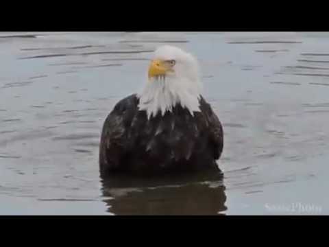 Águia real na natureza