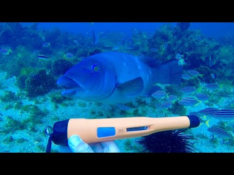 Пинпоинтер Quest XPointer PRO Официальная гарантия! - фото 1 - id-p2019223905