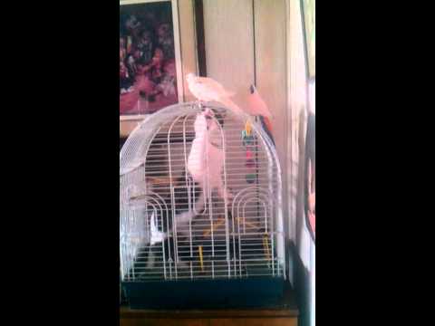 Bird catch cat in this  cage with cat food