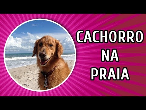 Essential tips for taking your dog to the beach.