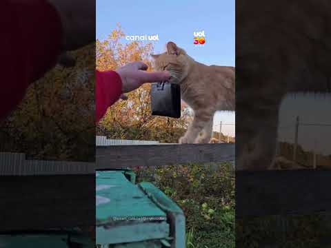 Mão leve em ação! Gato aprende a tirar carteira do bolso do próprio tutor
