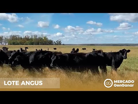 Lote de Vaquillonas Angus 1-2 preñadas