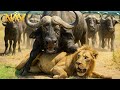 World S Deadliest MEGA EPISODE 4K UHD Wild Animals