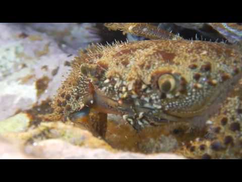 Eriphia verrucosa