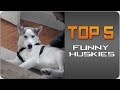 #Top5 Funny Huskies | JukinVideo Top Five 