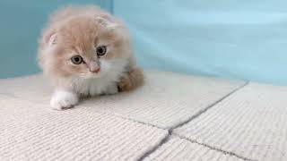 スコティッシュフォールドの動画01