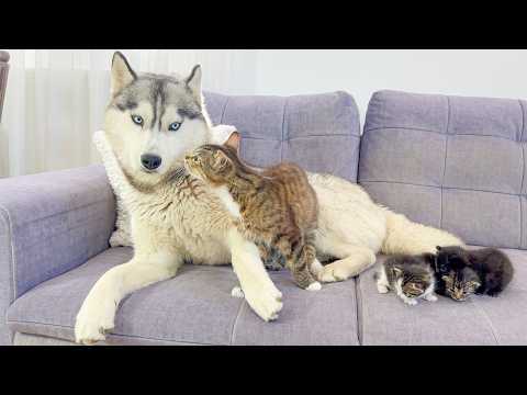YouTube 썸네일