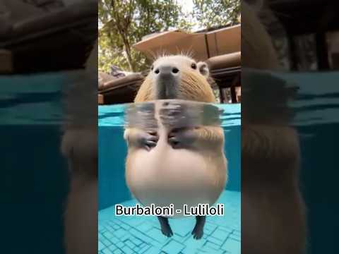 Not Anomaly Lirili Larila #anomali #brainrot #memes #ballerinacappucina #bombombinigusini #rap