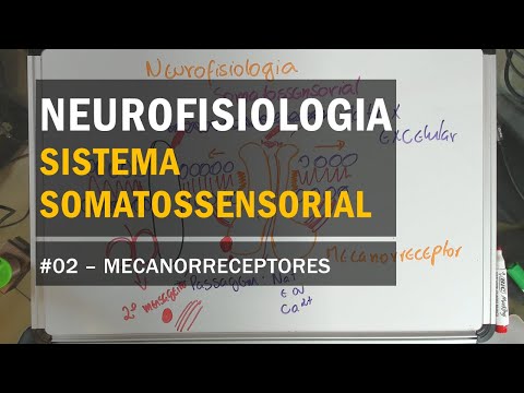 Sistema Somatossensorial - #02 Mecanorreceptores - Neurofisiologia