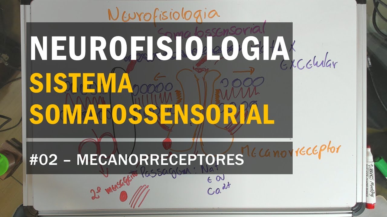 Sistema Somatossensorial - #02 Mecanorreceptores - Neurofisiologia