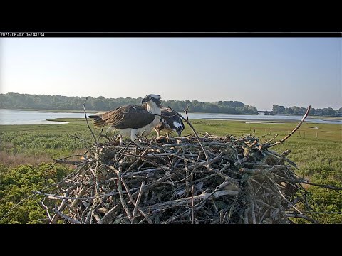 June 7, 2021 adults feeding two chicks