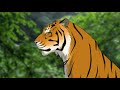 Έφη Θώδη Eye Of The Tiger Slowed Reverb