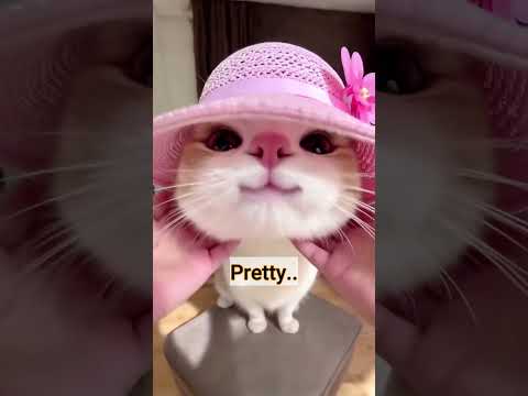 Top 5 FUNNIEST Cat Moments Ever!🤣