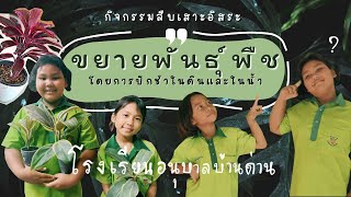สืบเสาะอิสระ การขยายพันธุ์พืชโดยการปักชำในดินและในน้ำ โรงเรียนอนุบาลบ้านด่าน