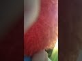 Elmo S World Elmo And Dorothy Dorothy Solo