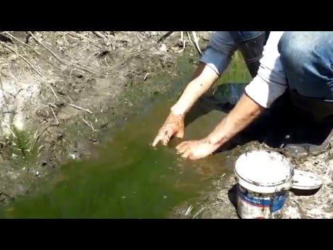 Łapanie ryb w rowie #3