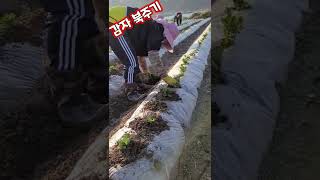 감자 북주기 즉 흙올려주기 상세한 영상 바로 올리겠습니다 #shorts