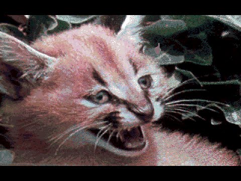 Severed Heads picture