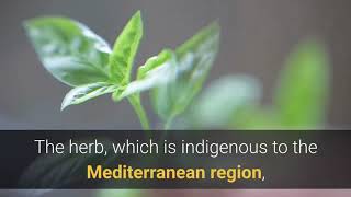 Magic of Bay Leaf( Bay Laurel) and its benefits