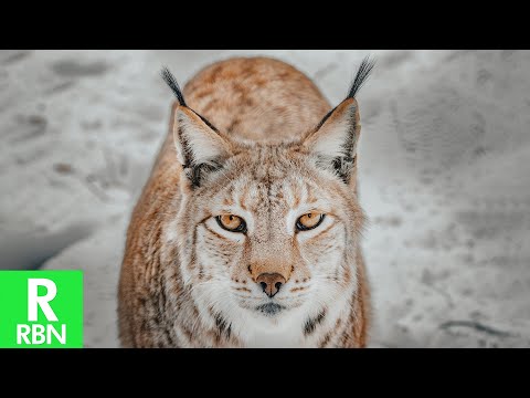 LUCHS - die majestätische Raubkatze