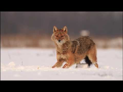 The Jackal - Blackfield